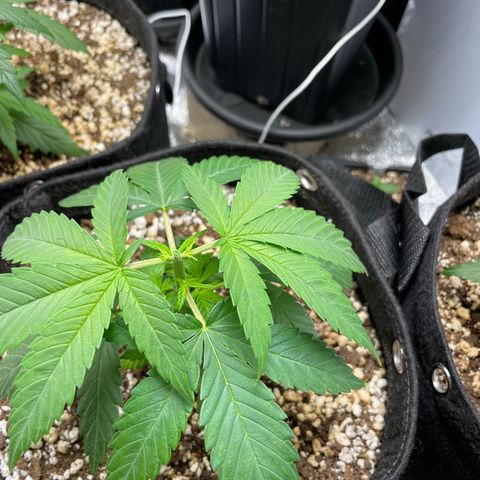 AK 47 growlog photo: Topped them today 