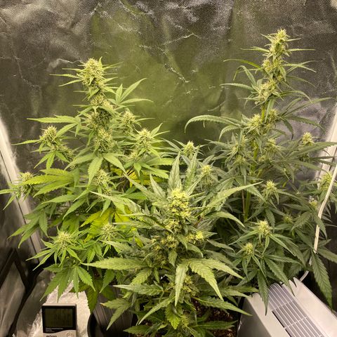 Super Skunk Speed Race growlog timeline photo