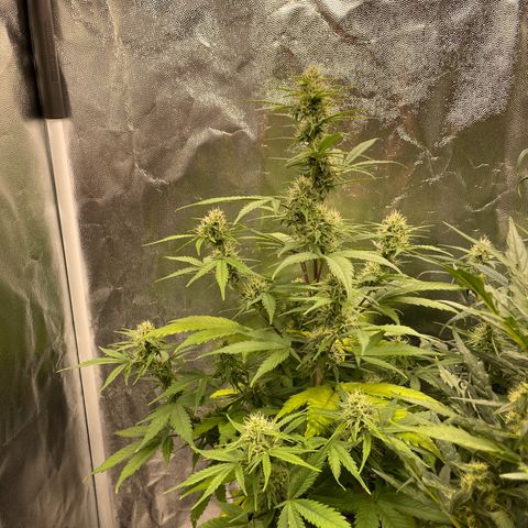 Super Skunk Speed Race growlog timeline photo
