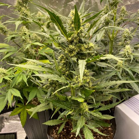 Super Skunk Speed Race growlog timeline photo