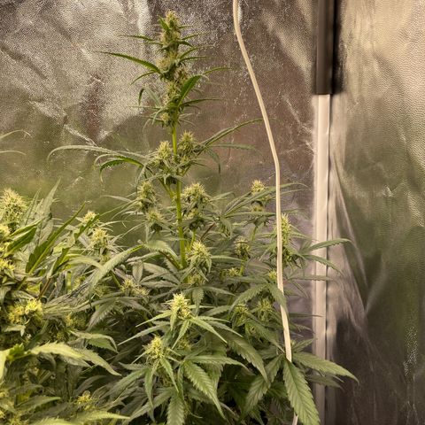Super Skunk Speed Race growlog timeline photo