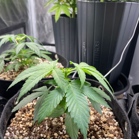 AK 47 growlog photo: Topped them today 