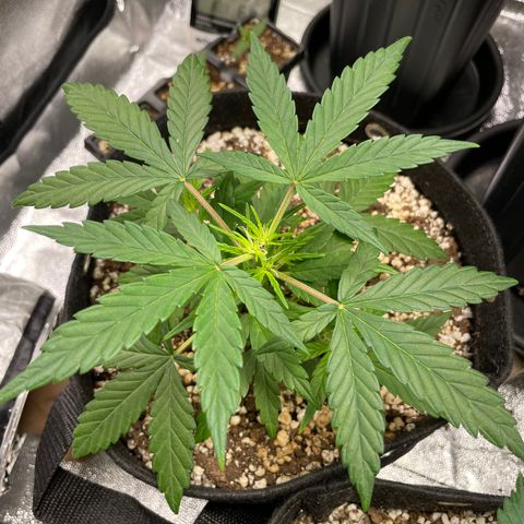 AK 47 growlog photo: Two of this fuckers started flowering out of the blue 
