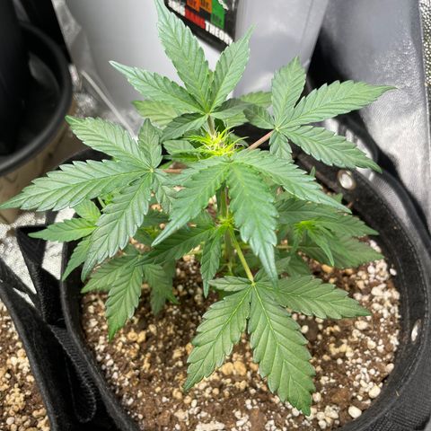 AK 47 growlog photo: Two of this fuckers started flowering out of the blue 