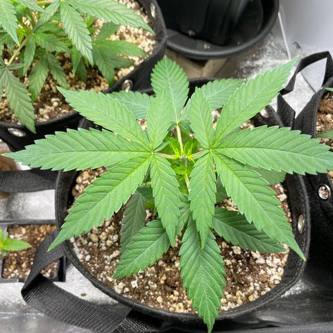AK 47 growlog photo: Two of this fuckers started flowering out of the blue 