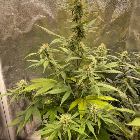 Super Skunk Speed Race growlog timeline photo