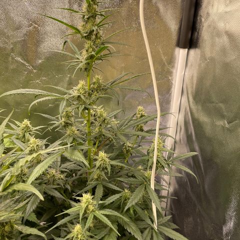 Super Skunk Speed Race growlog timeline photo