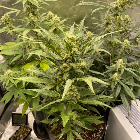 Super Skunk Speed Race growlog timeline photo