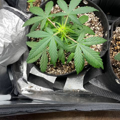 AK 47 growlog timeline photo
