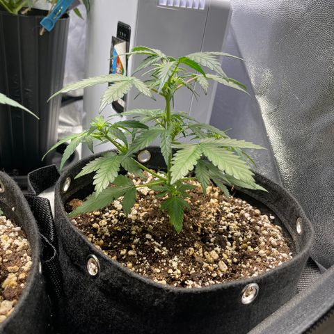 AK 47 growlog timeline photo