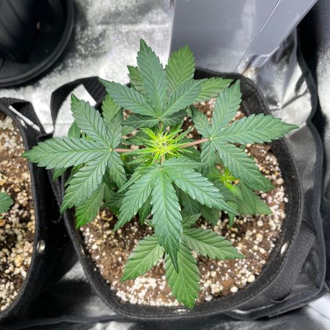 AK 47 growlog timeline photo
