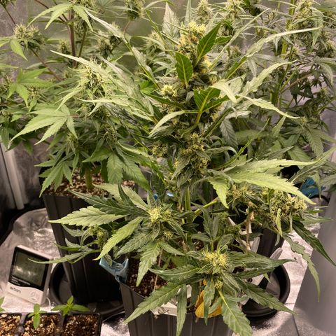 Super Skunk Speed Race growlog timeline photo