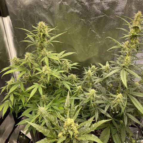 Super Skunk Speed Race growlog timeline photo