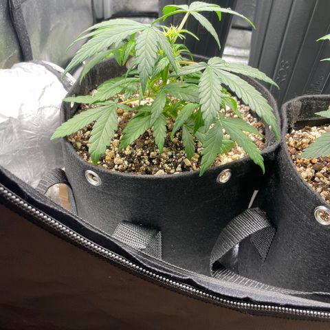 AK 47 growlog timeline photo