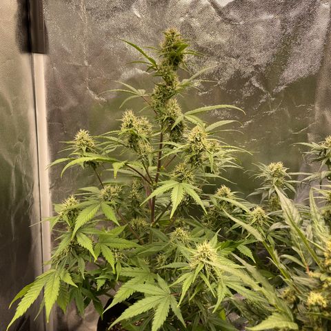 Super Skunk Speed Race growlog timeline photo