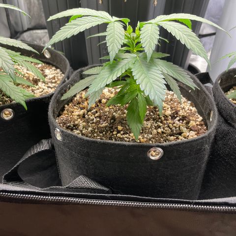 AK 47 growlog timeline photo