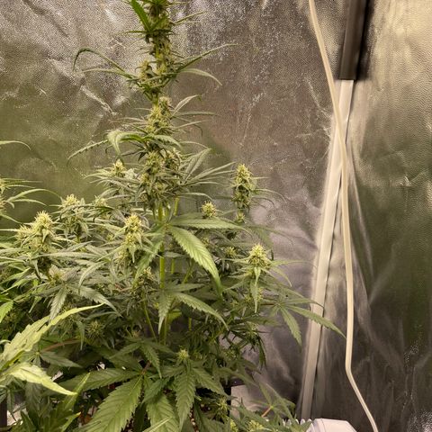 Super Skunk Speed Race growlog timeline photo