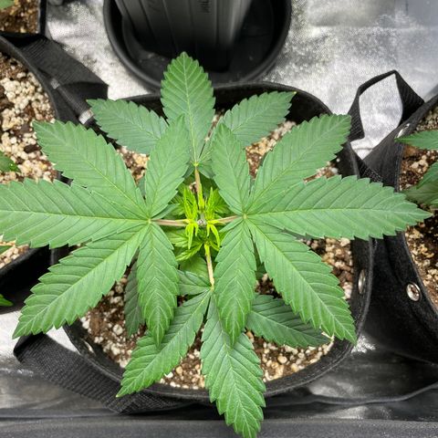AK 47 growlog timeline photo