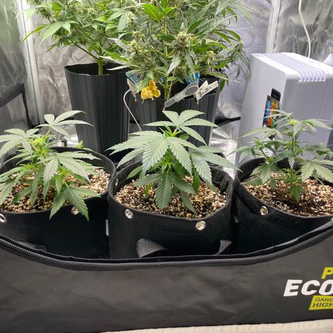 AK 47 growlog timeline photo