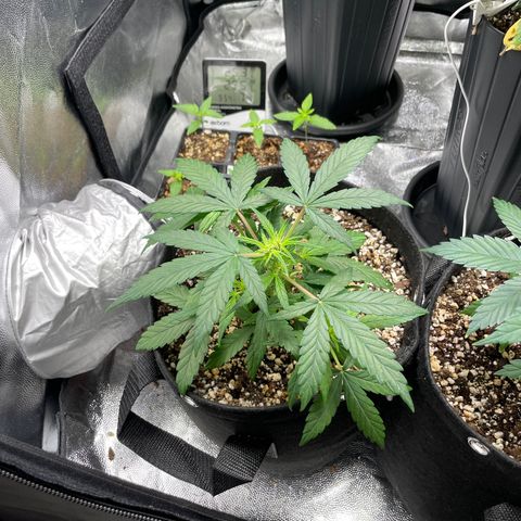 AK 47 growlog timeline photo