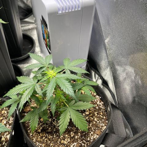 AK 47 growlog timeline photo