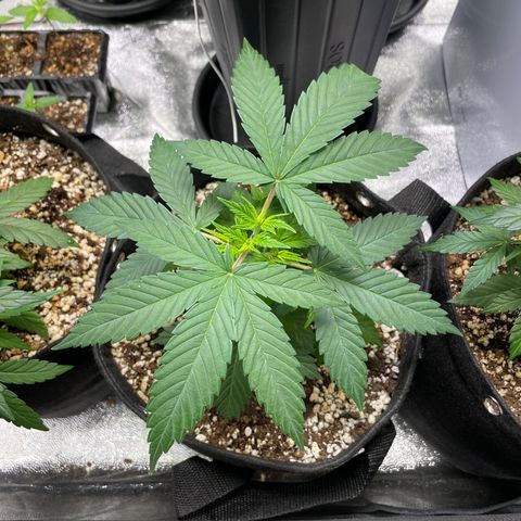 AK 47 growlog timeline photo