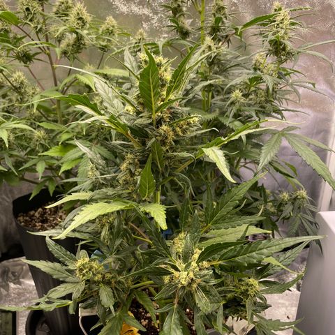 Super Skunk Speed Race growlog timeline photo