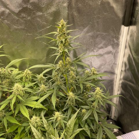 Super Skunk Speed Race growlog timeline photo