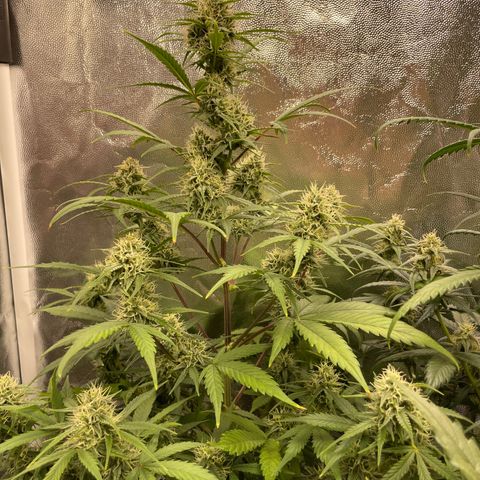 Super Skunk Speed Race growlog timeline photo