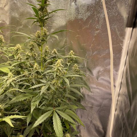 Super Skunk Speed Race growlog timeline photo