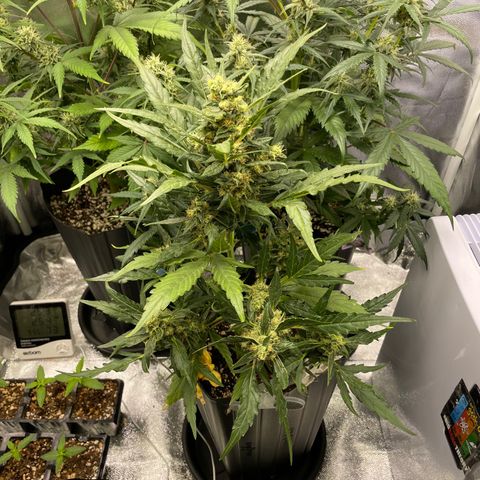 Super Skunk Speed Race growlog timeline photo