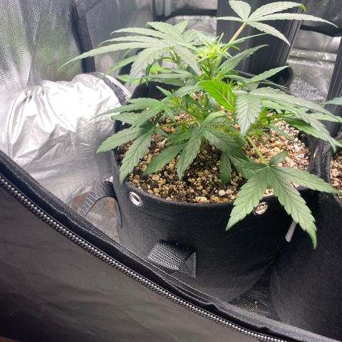 AK 47 growlog timeline photo