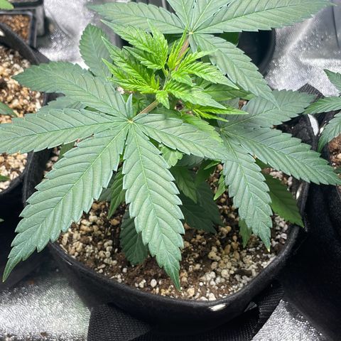 AK 47 growlog timeline photo