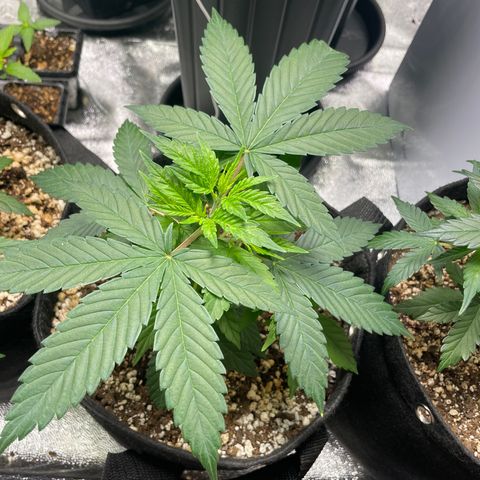 AK 47 growlog timeline photo