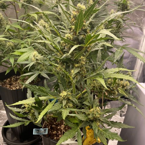 Super Skunk Speed Race growlog timeline photo