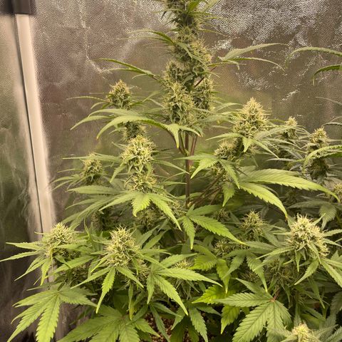 Super Skunk Speed Race growlog timeline photo