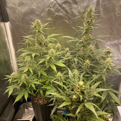 Super Skunk Speed Race growlog timeline photo