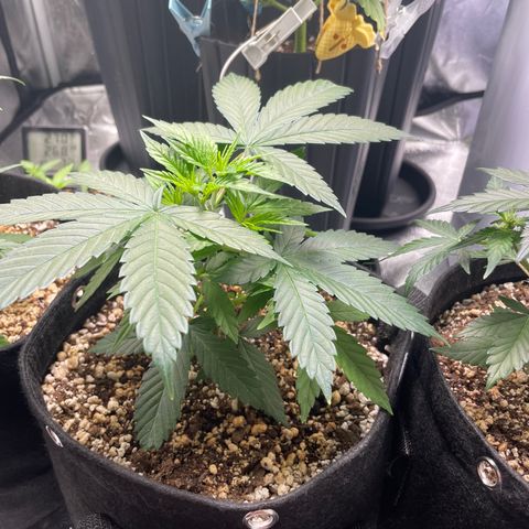 AK 47 growlog timeline photo