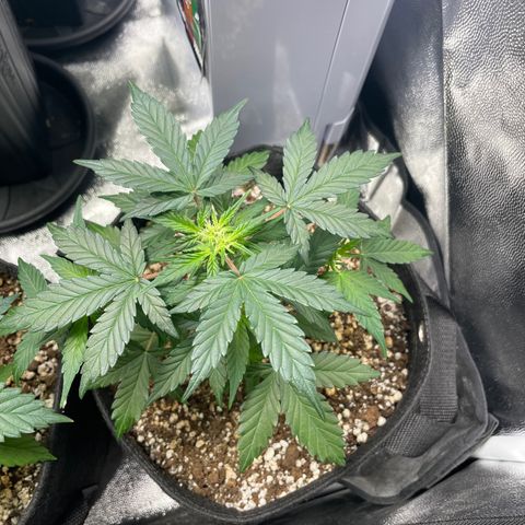 AK 47 growlog timeline photo