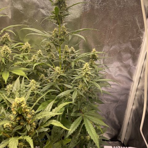 Super Skunk Speed Race growlog timeline photo