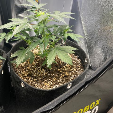 AK 47 growlog timeline photo