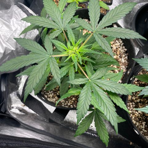 AK 47 growlog timeline photo