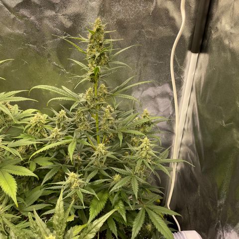 Super Skunk Speed Race growlog timeline photo