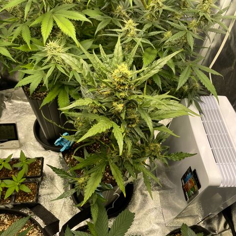 Super Skunk Speed Race growlog timeline photo