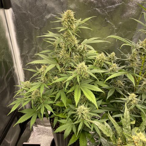 Super Skunk Speed Race growlog timeline photo