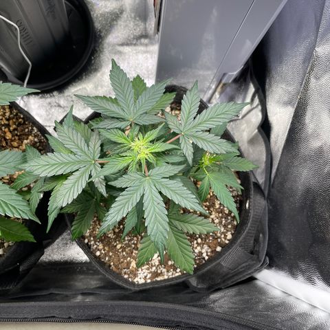 AK 47 growlog timeline photo