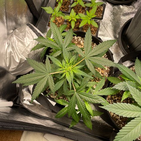 AK 47 growlog timeline photo