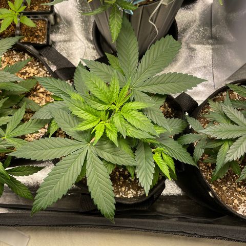 AK 47 growlog timeline photo