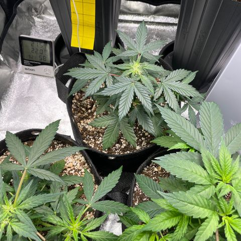AK 47 growlog timeline photo