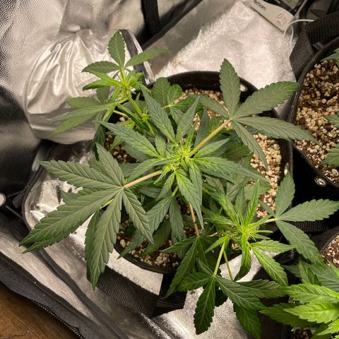 AK 47 growlog timeline photo